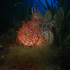 Scorpionfish - Image