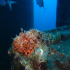 Scorpionfish - Image