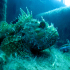 Scorpionfish - Image