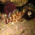 Black Scorpionfish - Image
