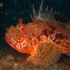 Scorpionfish - Image