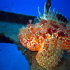 Scorpionfish - Image