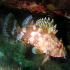 Black Scorpionfish - Image