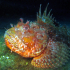 Scorpionfish - Image