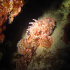 Scorpionfish - Image