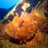 Scorpionfish - Image