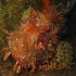 Scorpionfish - Image