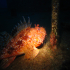 Scorpionfish - Image