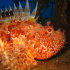 Scorpionfish - Image