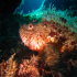 Scorpionfish - Image