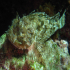 Scorpionfish - Image