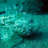 Scorpionfish - Image