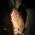 Scorpionfish - Image