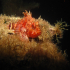 Small Red Scorpionfish - Image