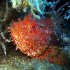 Scorpionfish - Image