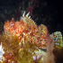 Scorpionfish - Image
