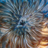 Tube dwelling anemone - Image