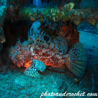 Scorpionfish - Image
