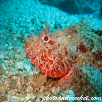Scorpionfish - Image