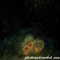 Scorpionfish - Image
