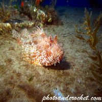 Scorpionfish