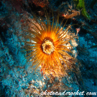 Tube dwelling anemone - Image