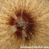 Sea anemone