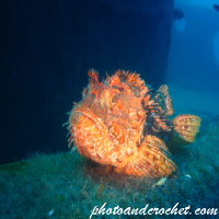 Scorpionfish - Image