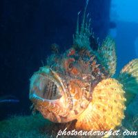 Underwater and Sealife