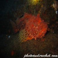 Scorpionfish
