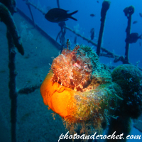 Scorpionfish