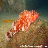 Scorpionfish