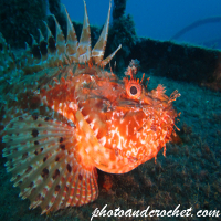 Scorpionfish