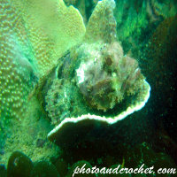 Golden Scorpionfish - Image