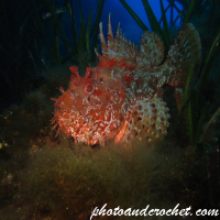 Scorpionfish