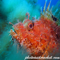 Scorpionfish