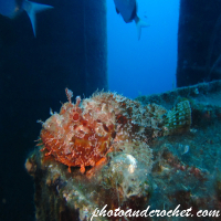 Scorpionfish