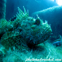 Scorpionfish - Image
