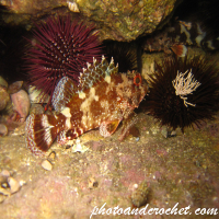 Black Scorpionfish - Image
