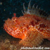 Scorpionfish