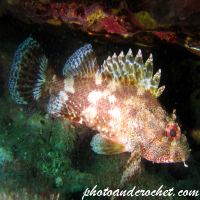 Black Scorpionfish - Image