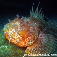 Scorpionfish - Image