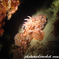 Scorpionfish - Image