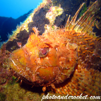 Scorpionfish - Image