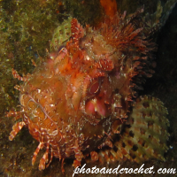 Scorpionfish