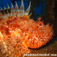Scorpionfish - Image