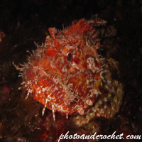 Scorpionfish