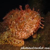 Scorpionfish - Image