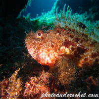 Scorpionfish
