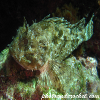 Scorpionfish - Image